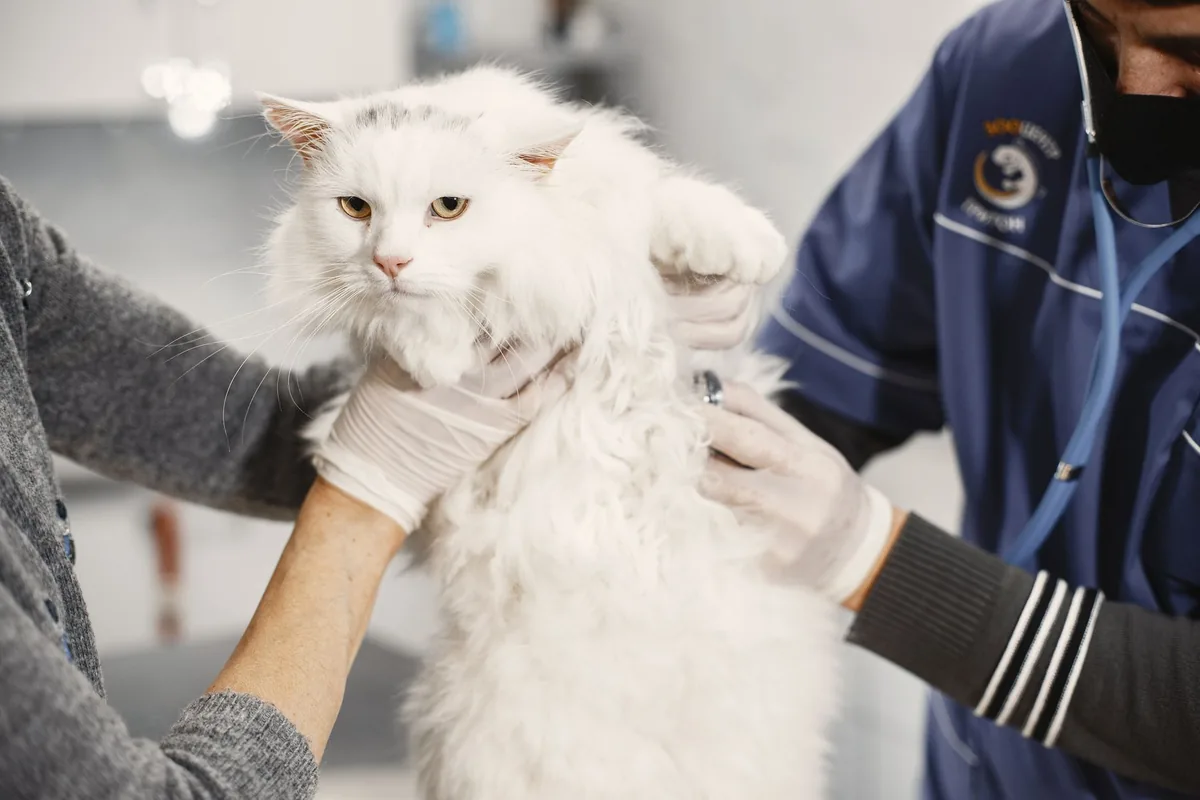 Gato junto a su arenero, una zona clave para detectar problemas urinarios felinos
