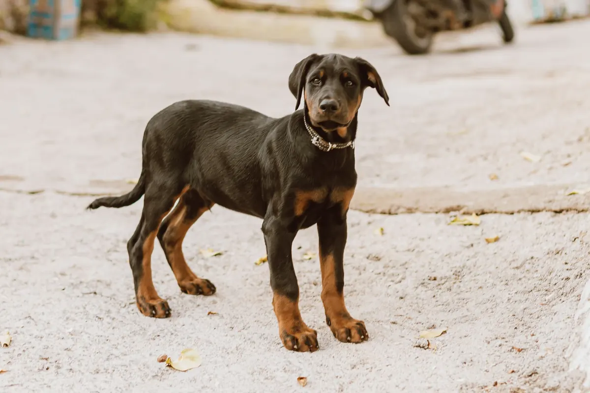 Cachorro doberman negro y fuego de pie mirando a la cámara