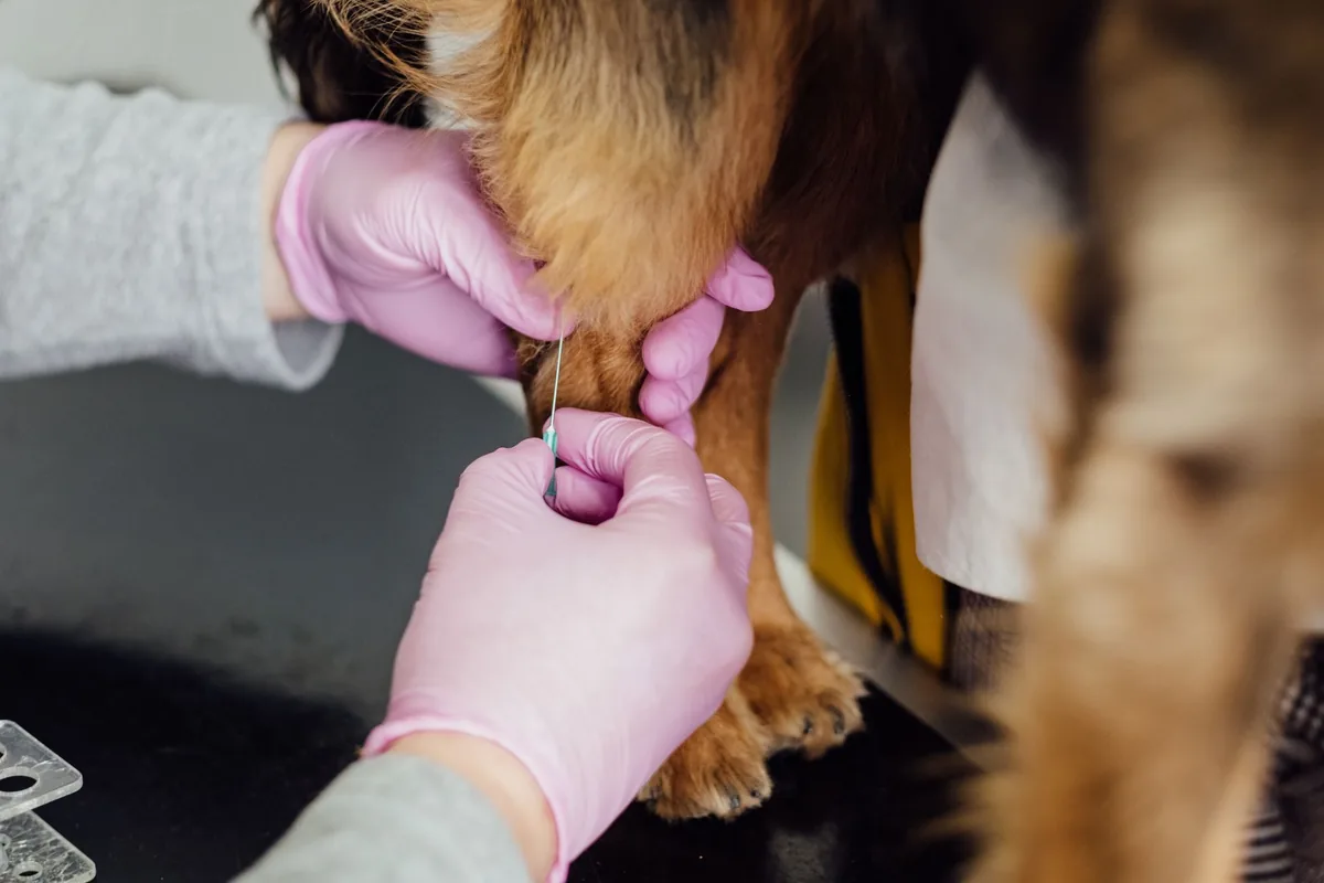 Veterinaria tomando una muestra de sangre a un perro para el perfil bioquímico