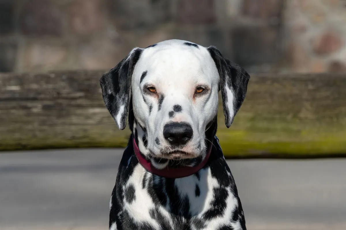 Perro dálmata de pelaje blanco mirando a la cámara, raza de pelo claro en la que se notan las manchas de lágrimas