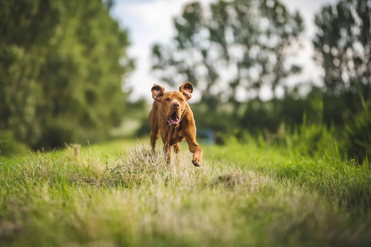 Perro corriendo entre pastizales secos donde abundan las espigas o espiguillas