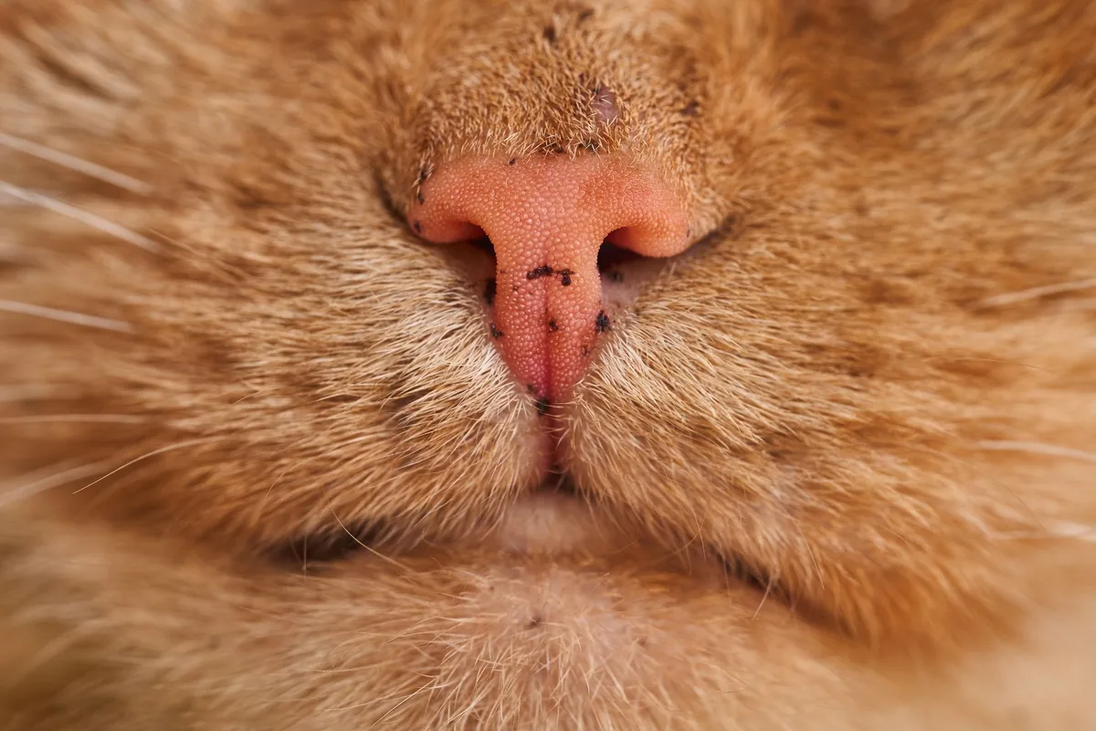 Médica veterinaria revisando la nariz y la cara de un gato durante una consulta dermatológica