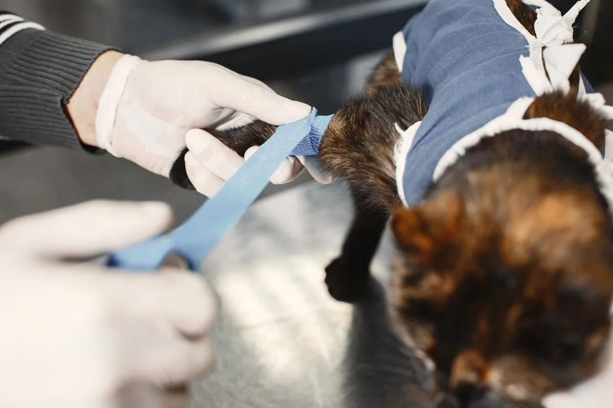 Equipo veterinario preparando a una gata con bata quirúrgica antes de una esterilización