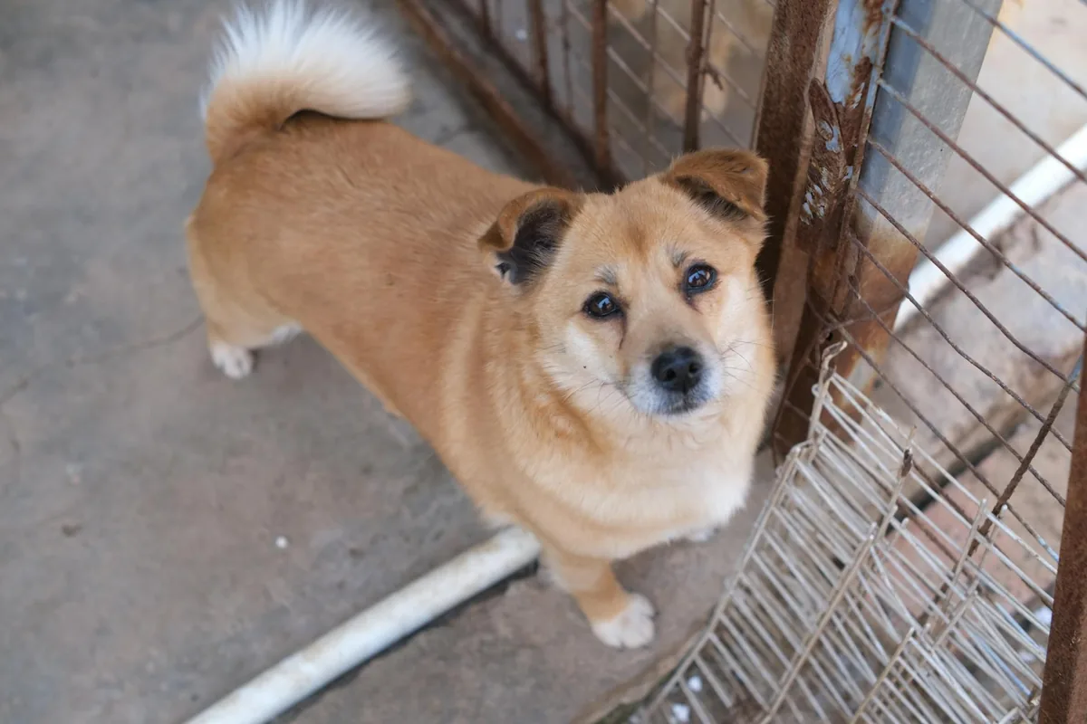 Veterinaria revisa a un perro antes de una cirugía de esterilización en una clínica