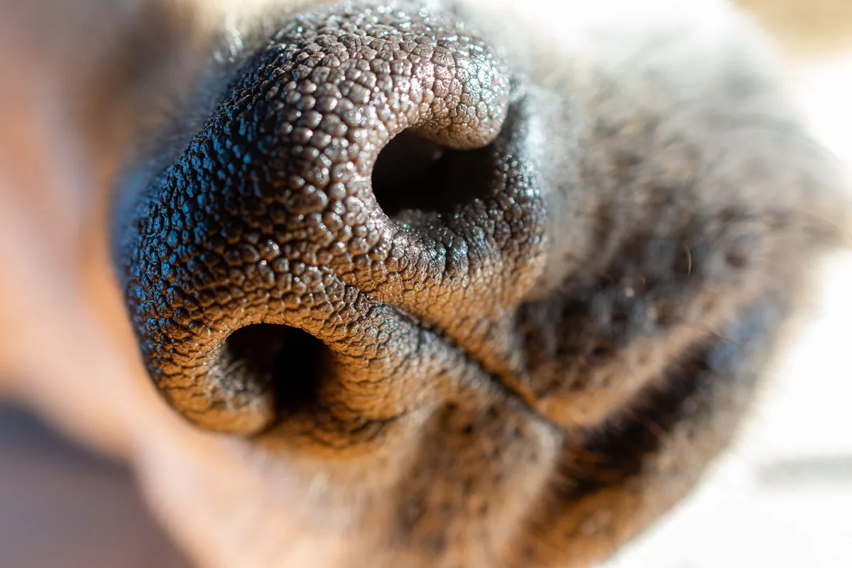 Primer plano del hocico de un perro durante un episodio respiratorio ruidoso