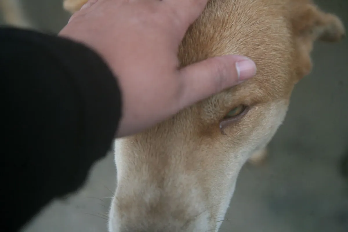 Mano de una persona acariciando a un perro adulto mayor recostado y tranquilo