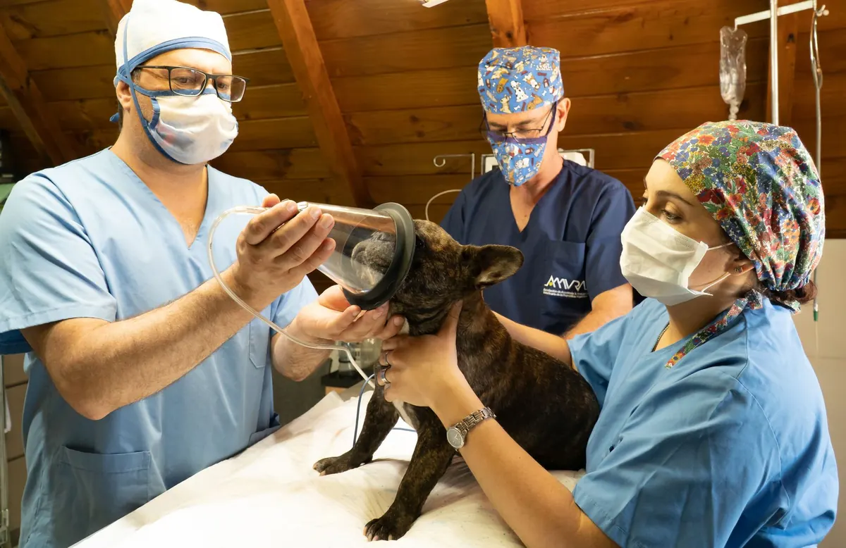 Equipo de una clínica veterinaria reunido planificando turnos y vacaciones
