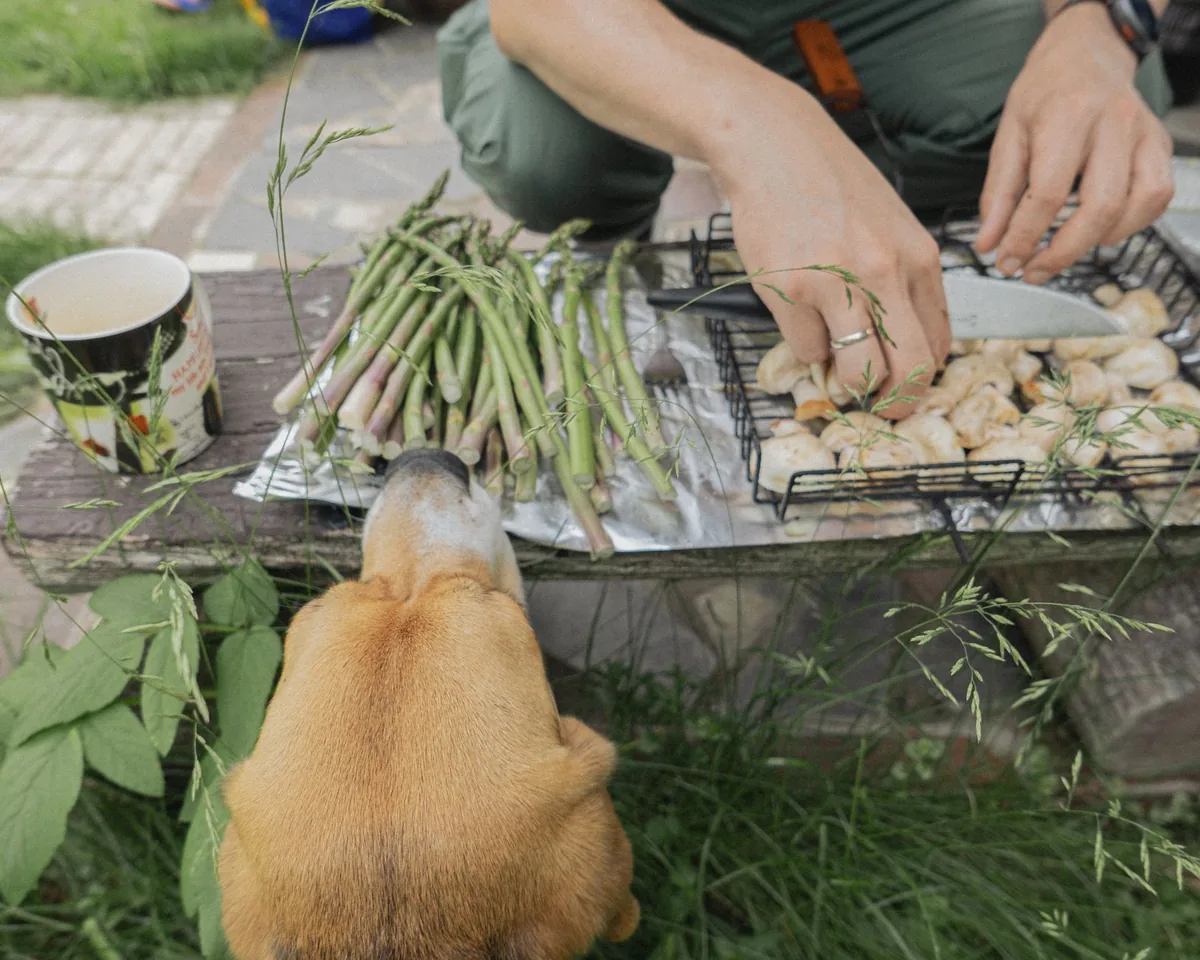 Perro junto a una mesa con comida de asado durante una celebración al aire libre en Fiestas Patrias