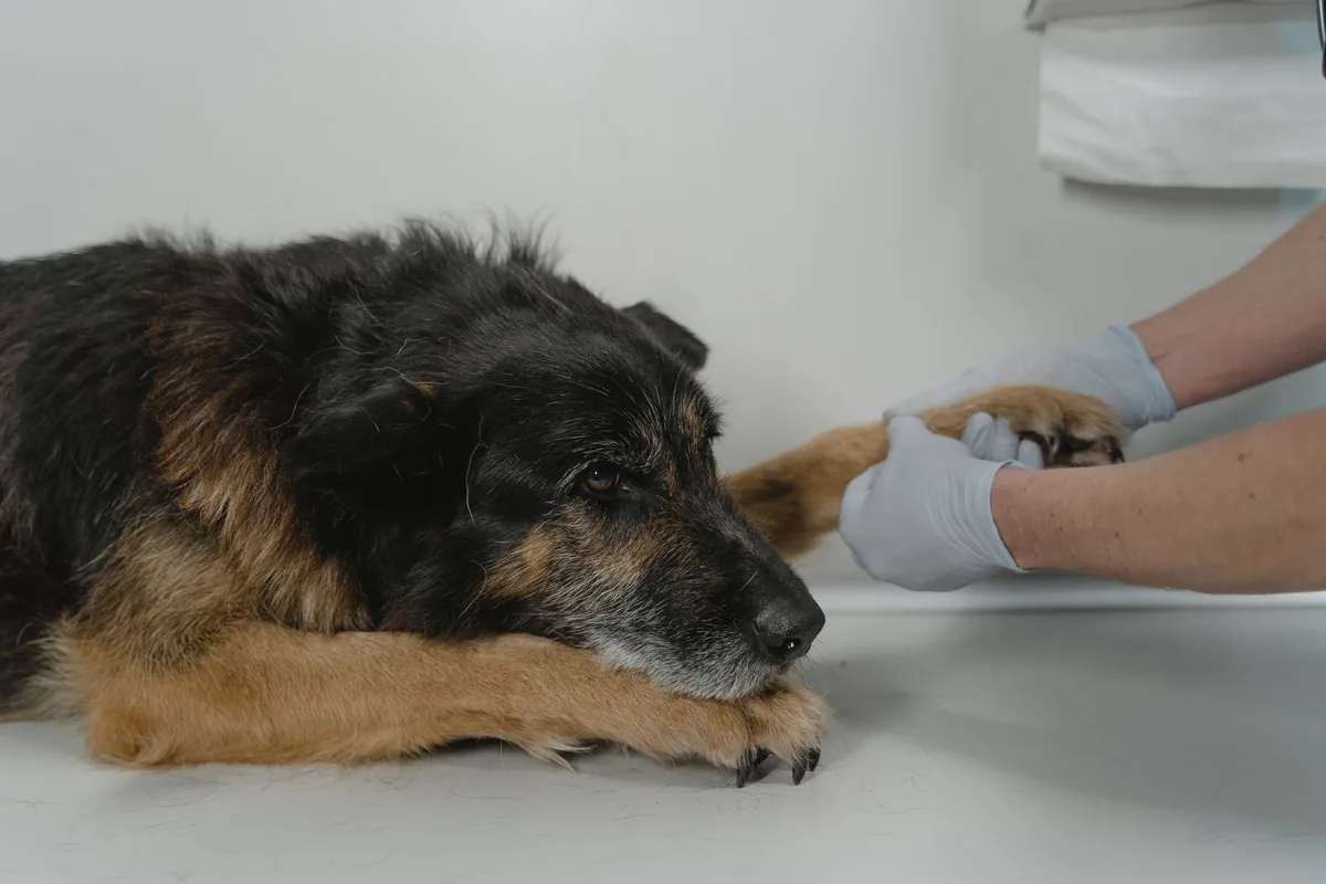 Perro recibiendo una sesión de fisioterapia y rehabilitación con apoyo de un médico veterinario