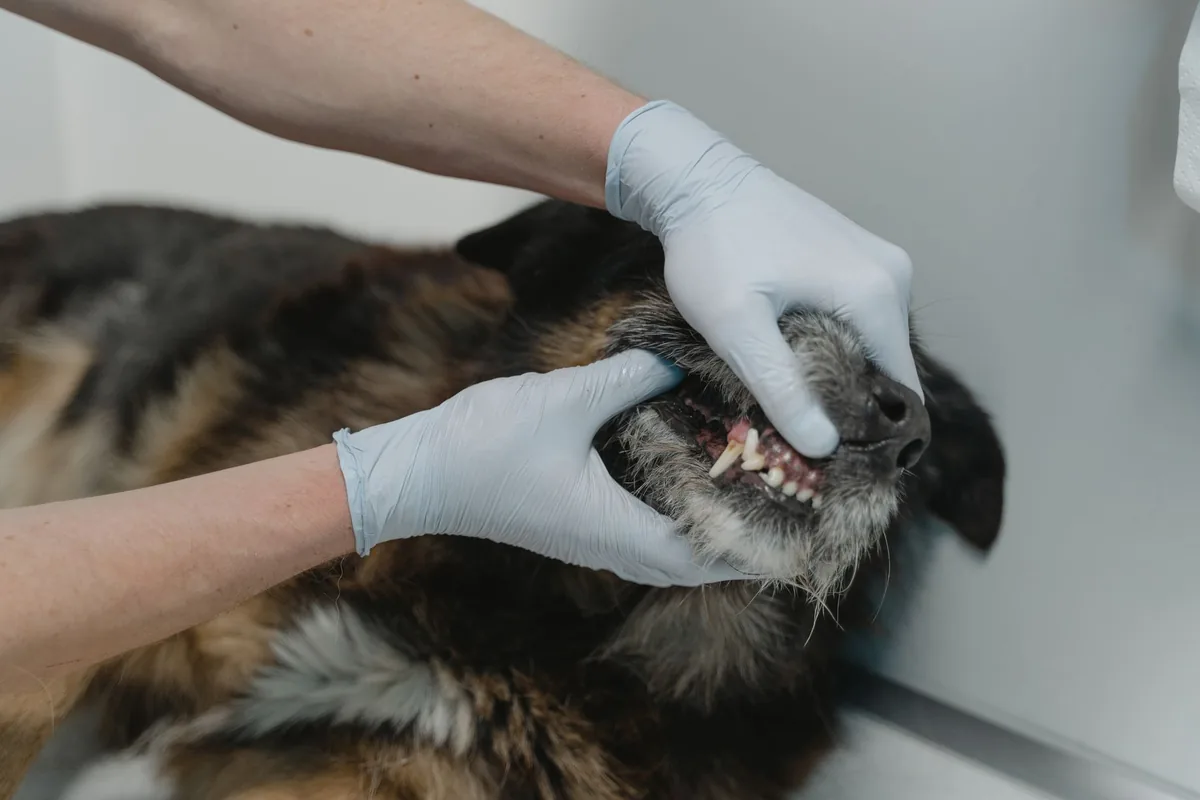 Médico veterinario revisando los dientes de un perro durante un examen odontológico