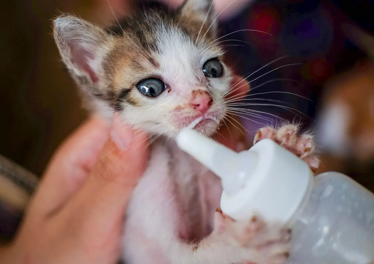 Gatito atigrado y blanco tomando leche maternizada de un biberón sostenido por una persona