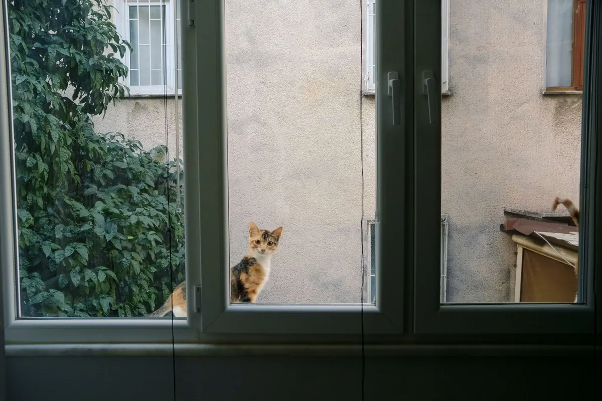 Gato tricolor sentado en el alféizar exterior de una ventana mirando hacia el interior de la casa