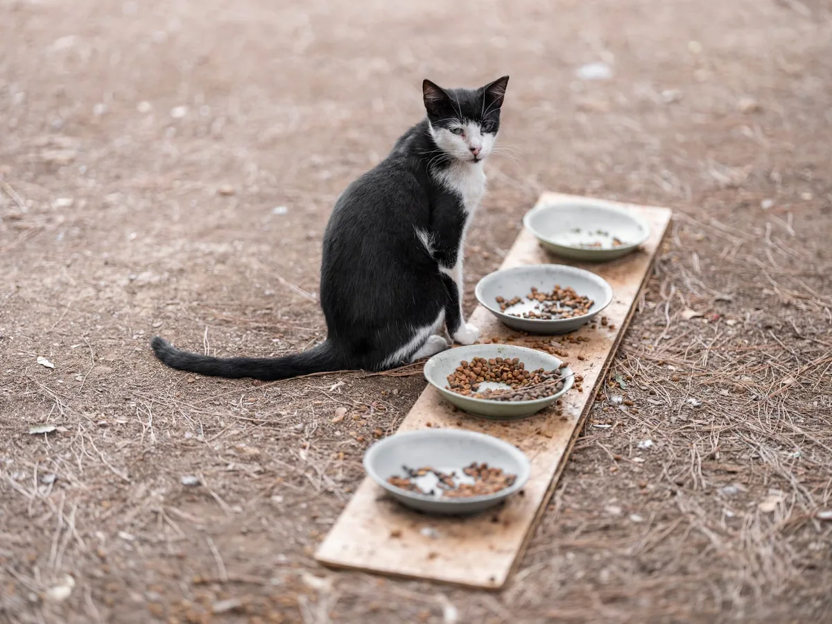 Gato junto a su plato de comida sin probar bocado, mirando hacia otro lado