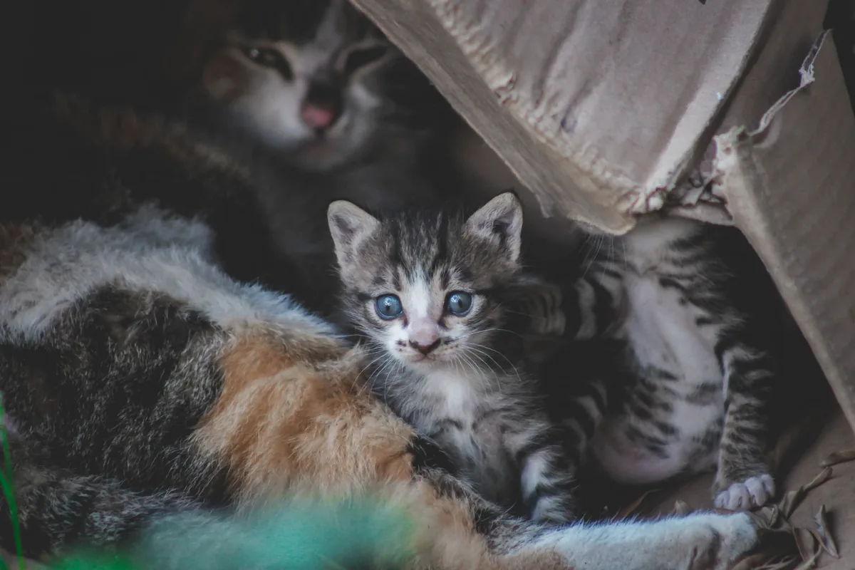 Gato doméstico junto a su caja de arena en el interior de una casa
