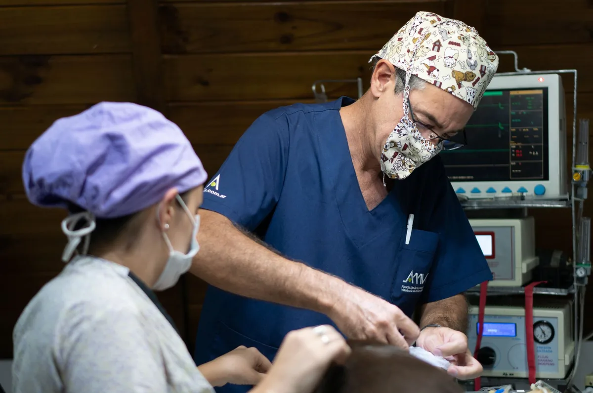 Equipo veterinario operando a un paciente en el pabellón quirúrgico de una clínica