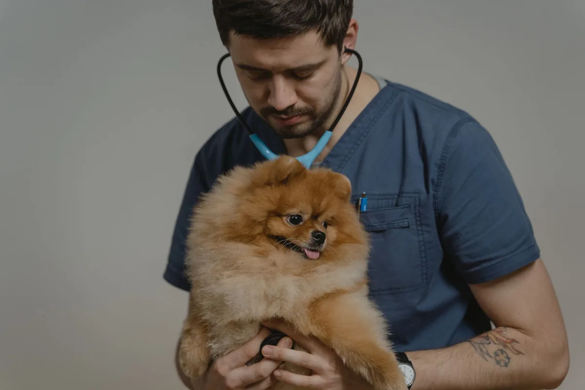 Veterinario examina a un cachorro durante una consulta por diarrea asociada a giardiasis