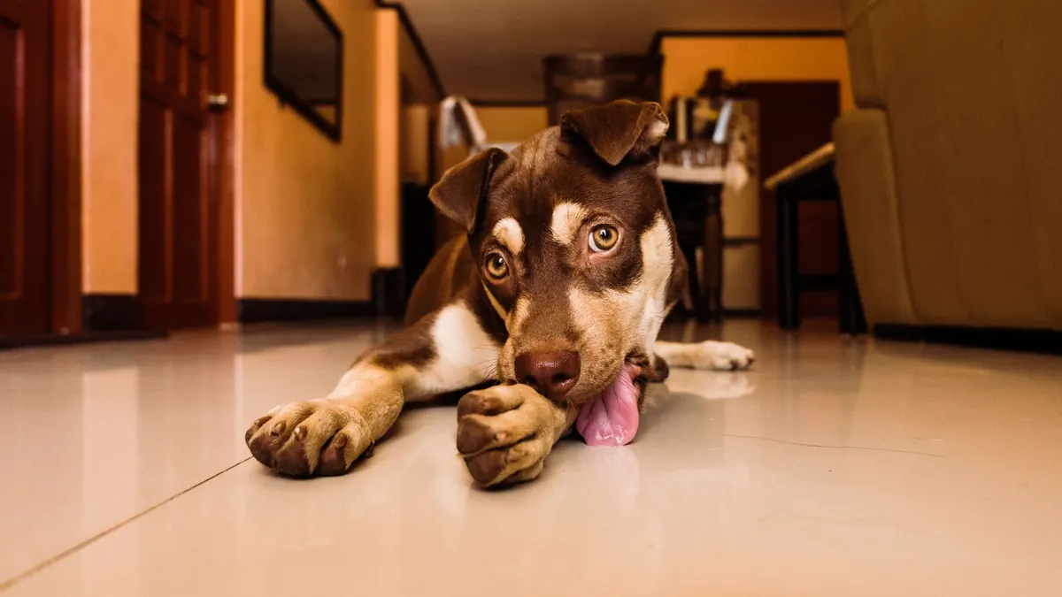 Perro lamiéndose insistentemente una de sus patas delanteras