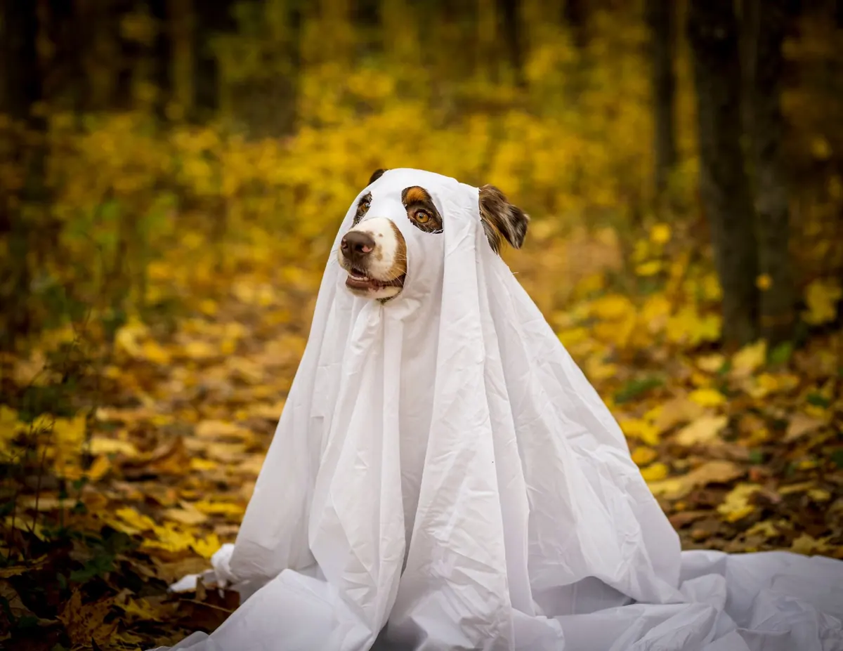 Perro disfrazado de fantasma con una sábana blanca, sentado sobre hojas amarillas de otoño