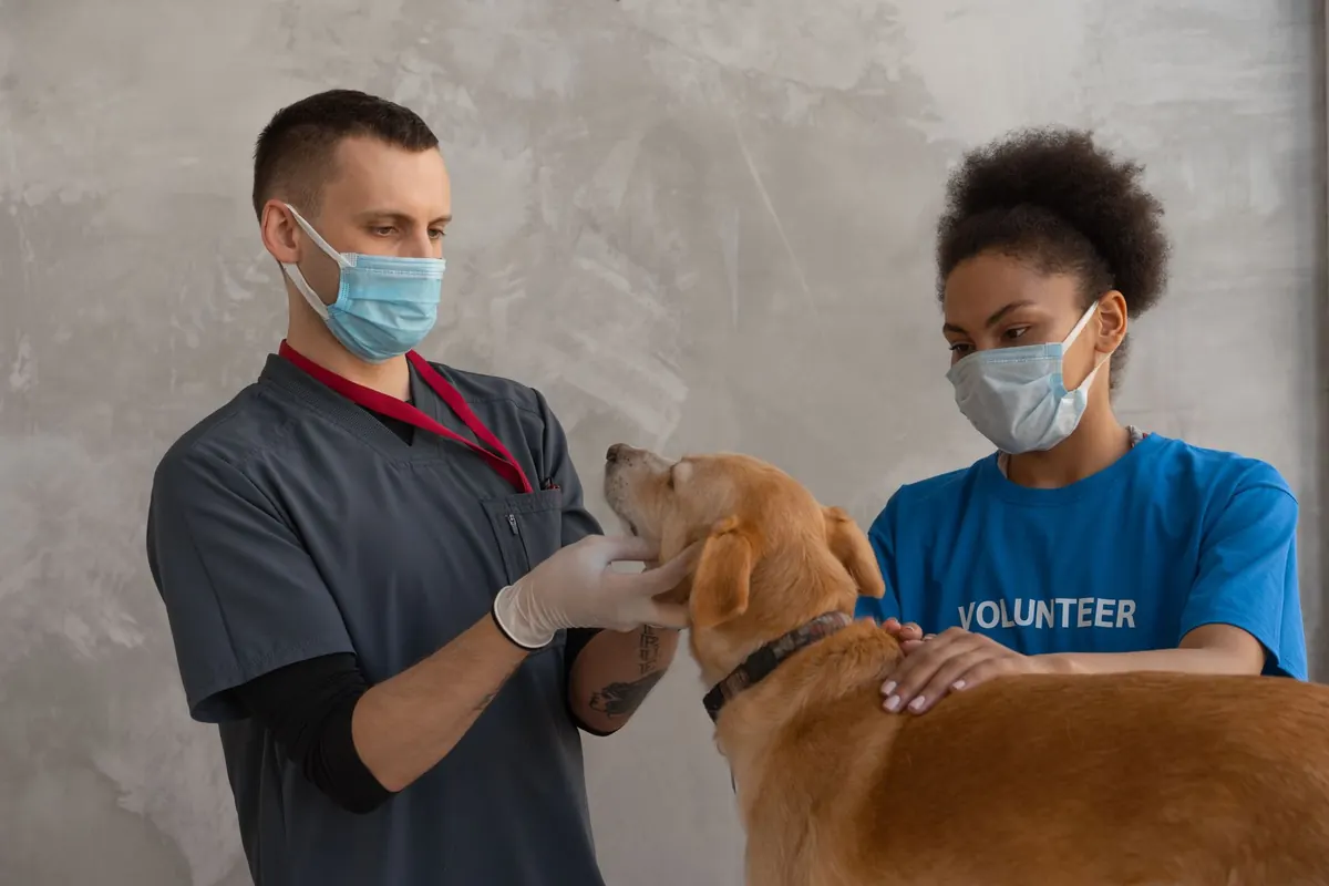 Perro labrador en una consulta veterinaria