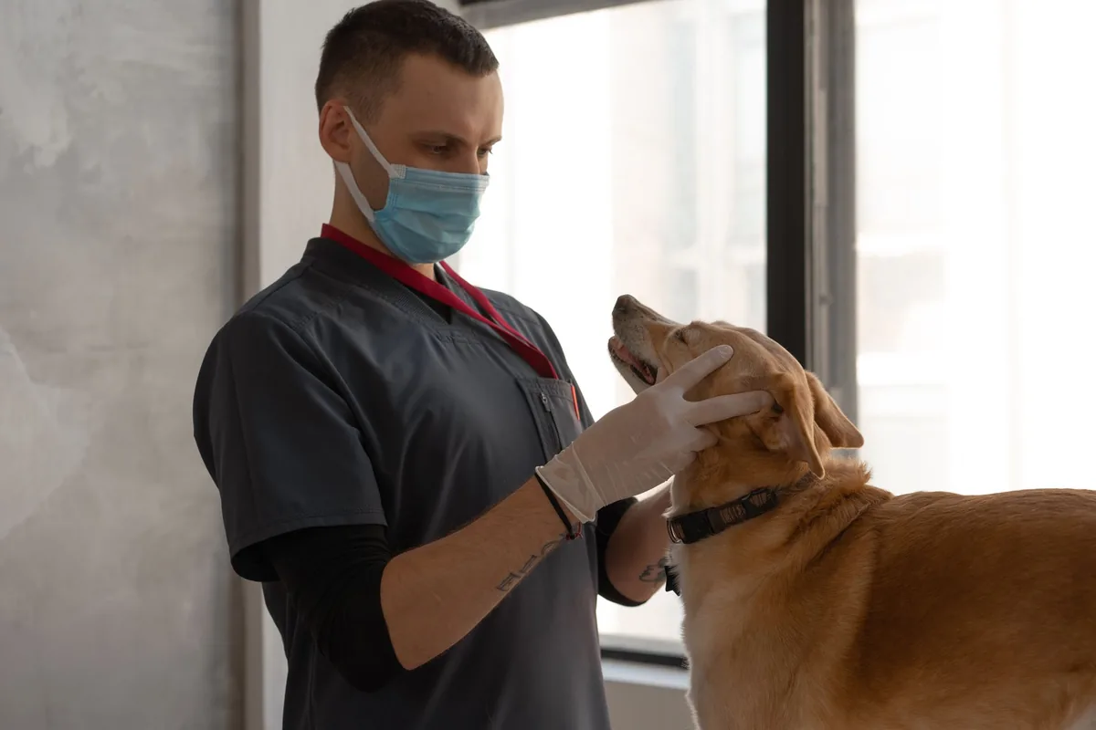Perro adulto siendo examinado por un médico veterinario en la mesa de consulta