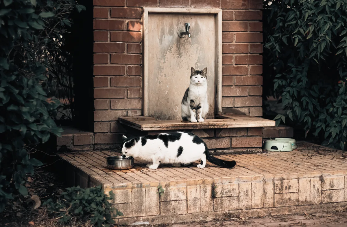 Gato bebiendo agua de una fuente eléctrica junto a su plato de comida en la cocina