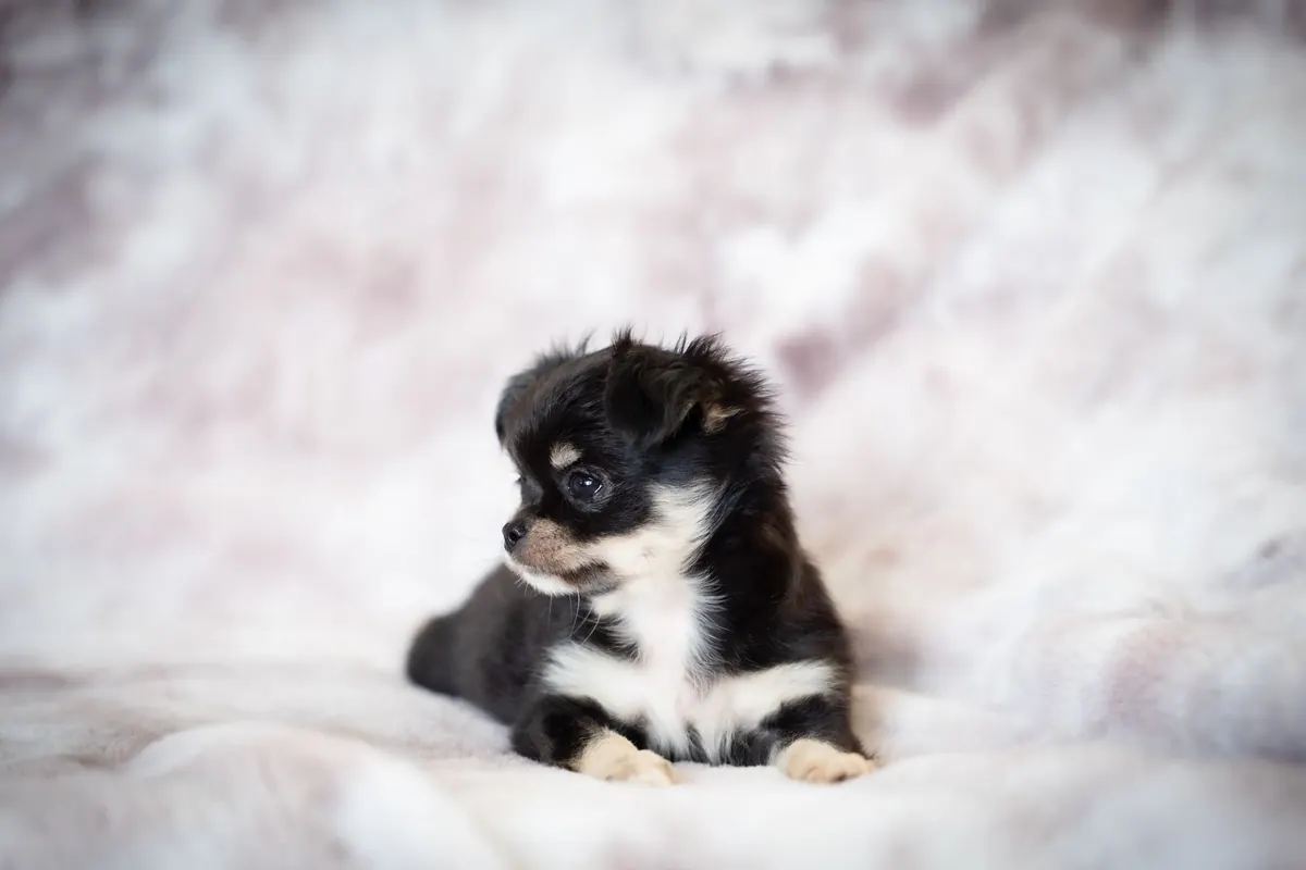 Cachorro de chihuahua de pelo largo negro y blanco recostado sobre una manta clara