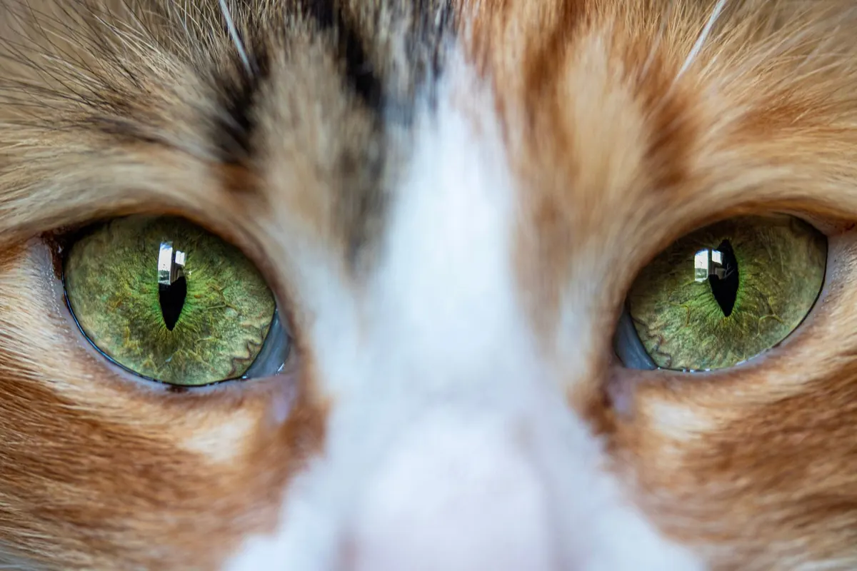 Primer plano de los ojos verdes de un gato atigrado en estado de alerta