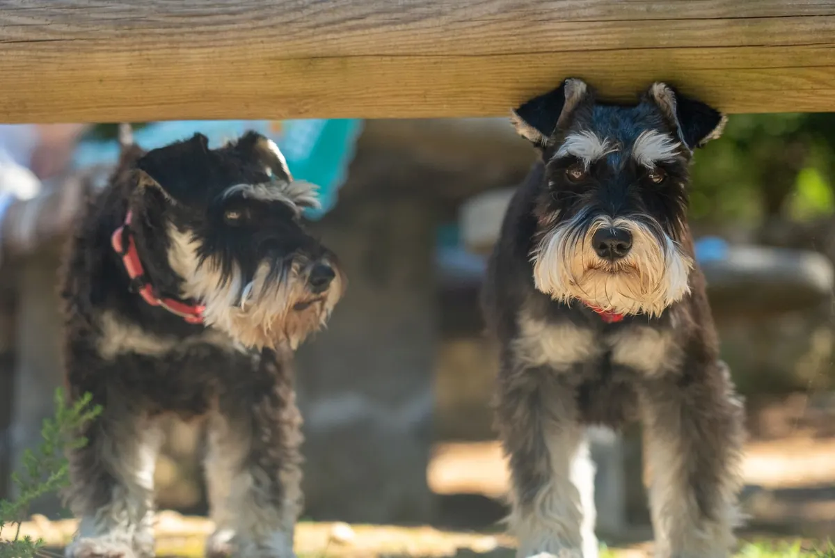 Perro Schnauzer Miniatura atento durante un control veterinario