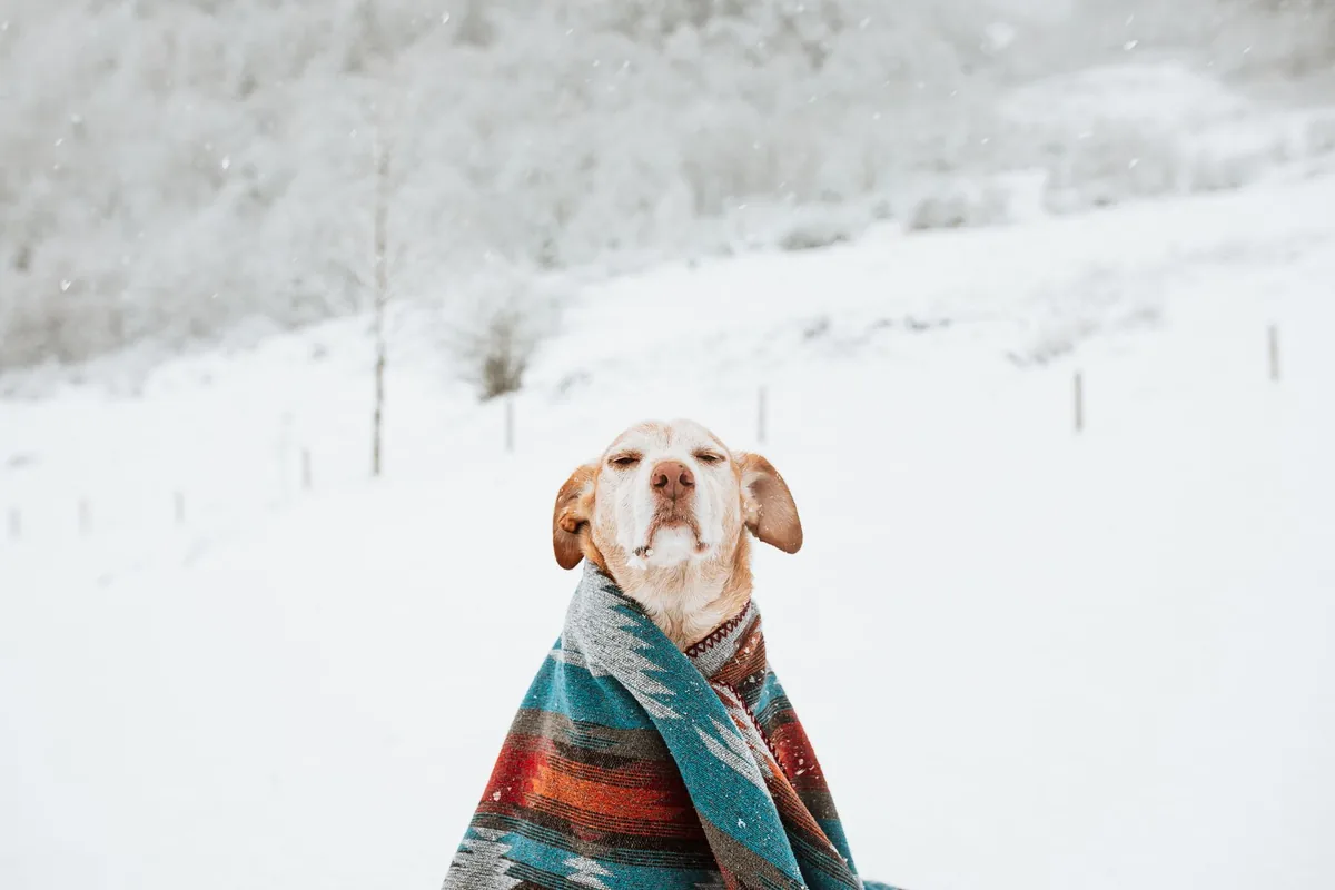 Perro abrigado con una manta protegiéndose del frío del invierno