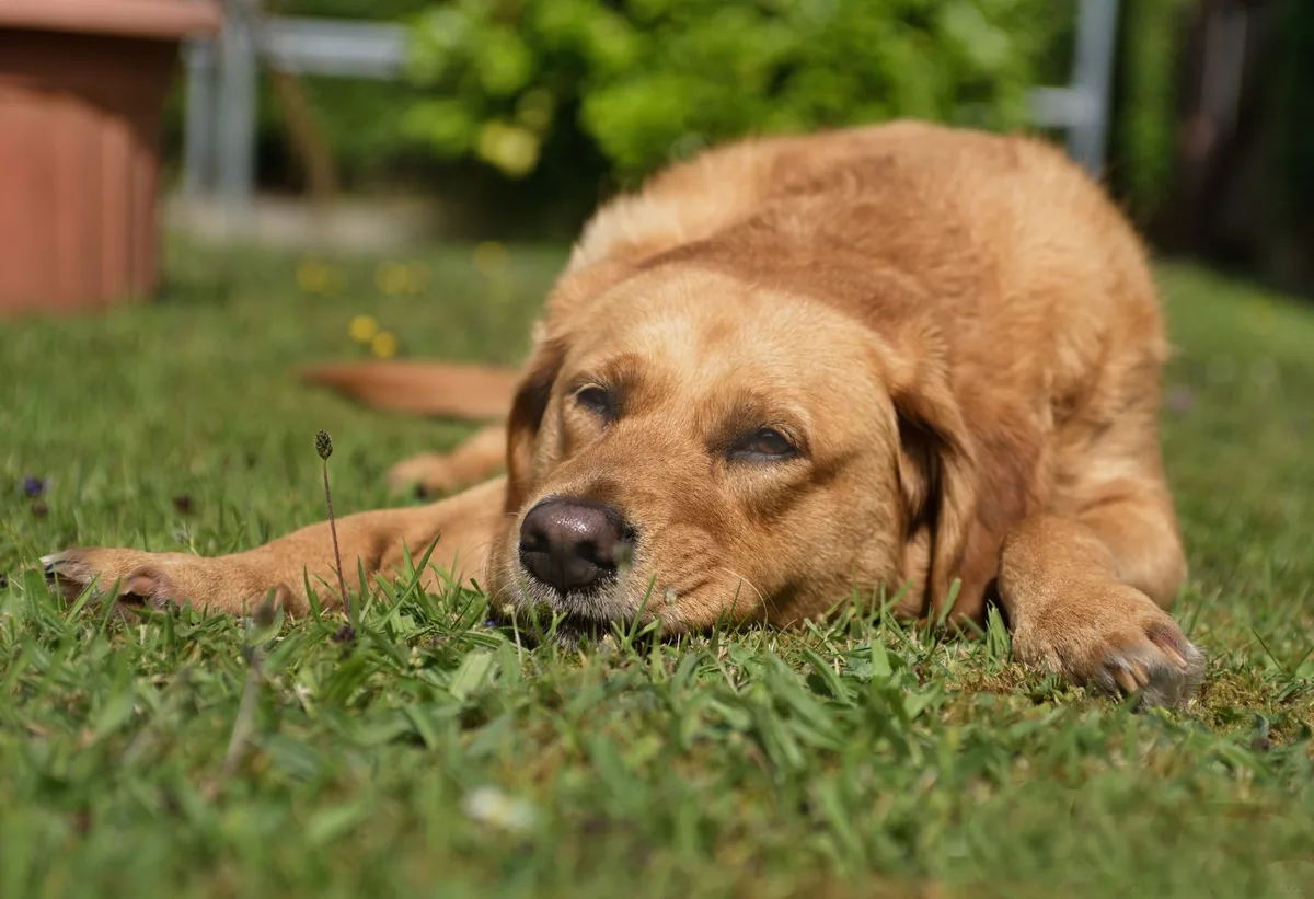 Perro adulto decaído en consulta veterinaria, evaluado por sospecha de hipotiroidismo