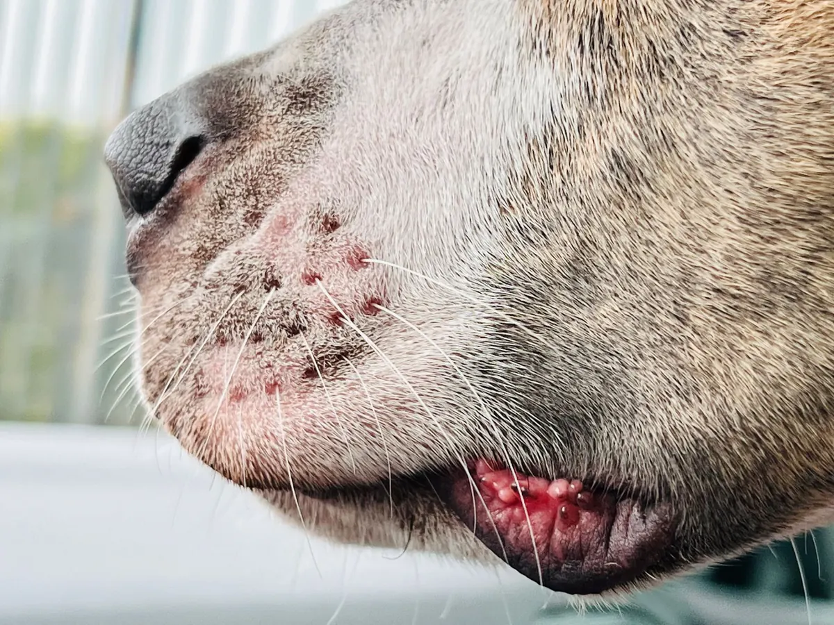 Primer plano del hocico de un perro con pequeñas lesiones rojizas en la piel