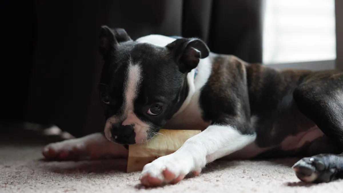 Perro mordiendo un hueso sobre el pasto