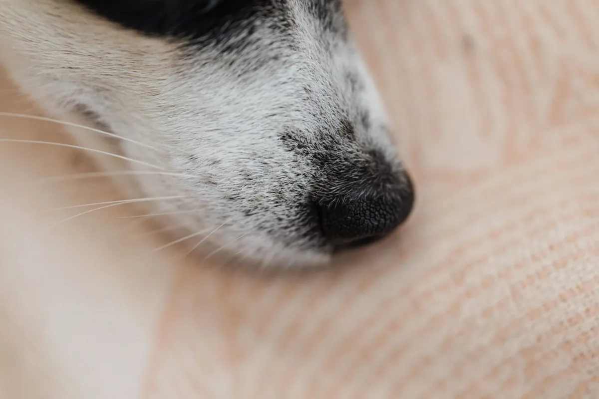 Primer plano de la trufa de un perro, cuyo patrón de surcos es único como una huella dactilar