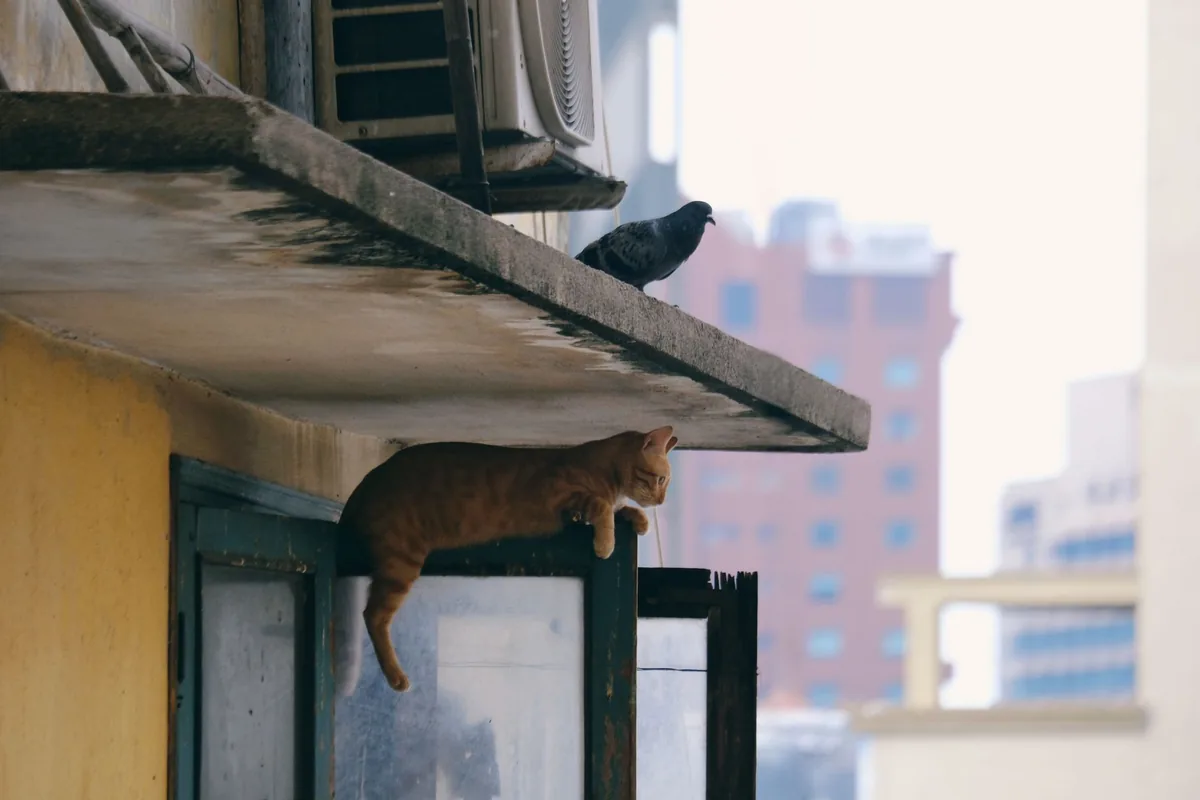 Gato doméstico al aire libre observando aves, situación de riesgo frente a la influenza aviar H5N1