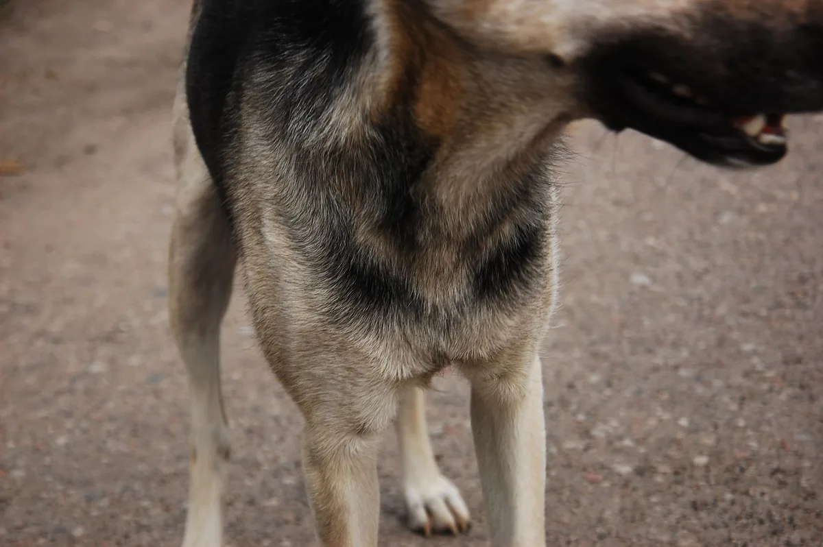Médico veterinario palpando el abdomen de un perro delgado sobre la mesa de consulta