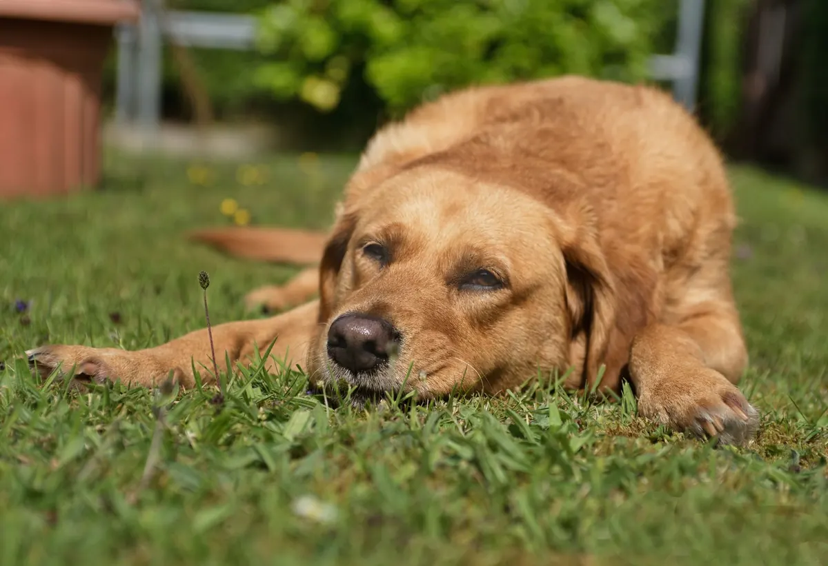 Perro labrador de pelaje dorado recostado y decaído sobre el pasto de un jardín