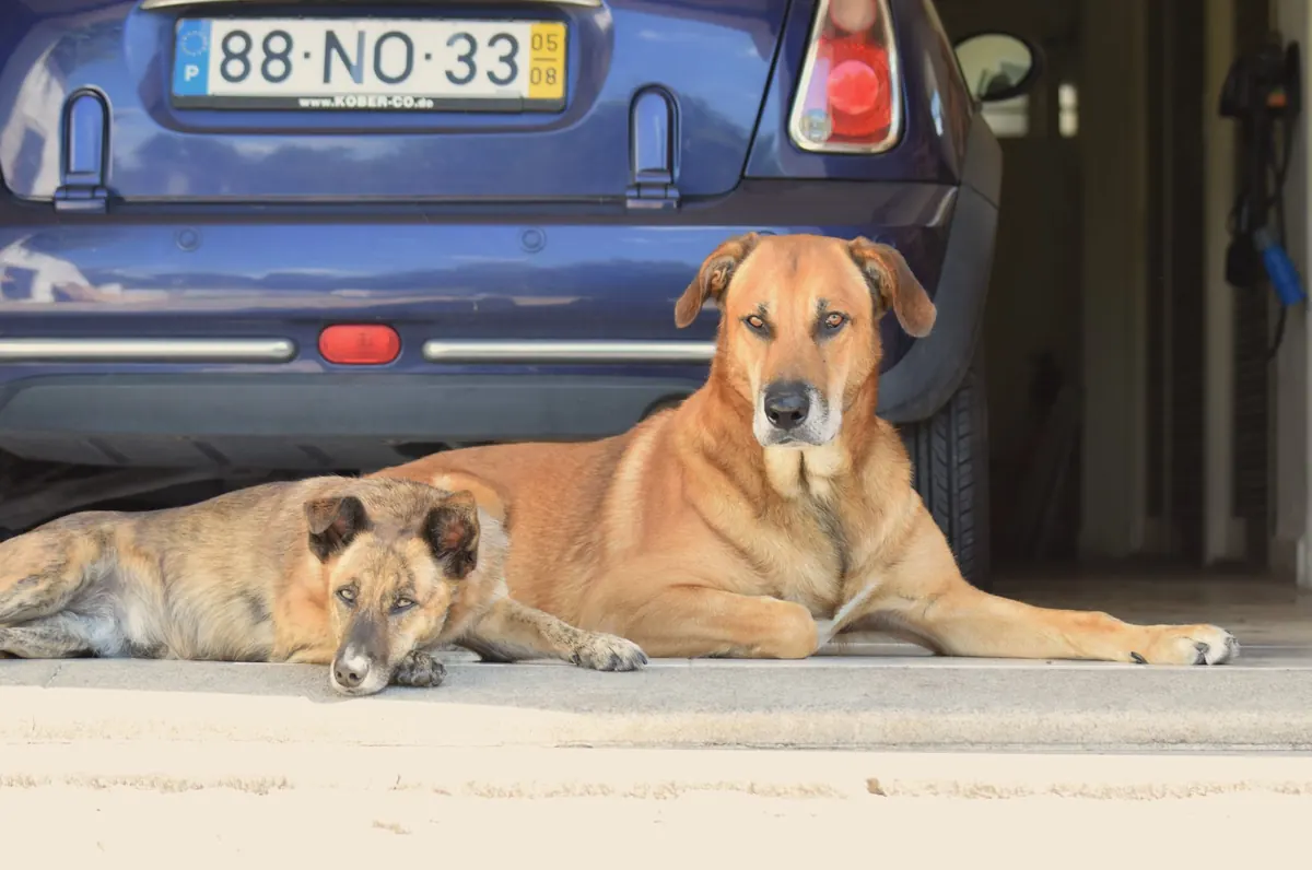 Dos perros echados junto a un auto estacionado en el garaje de una casa