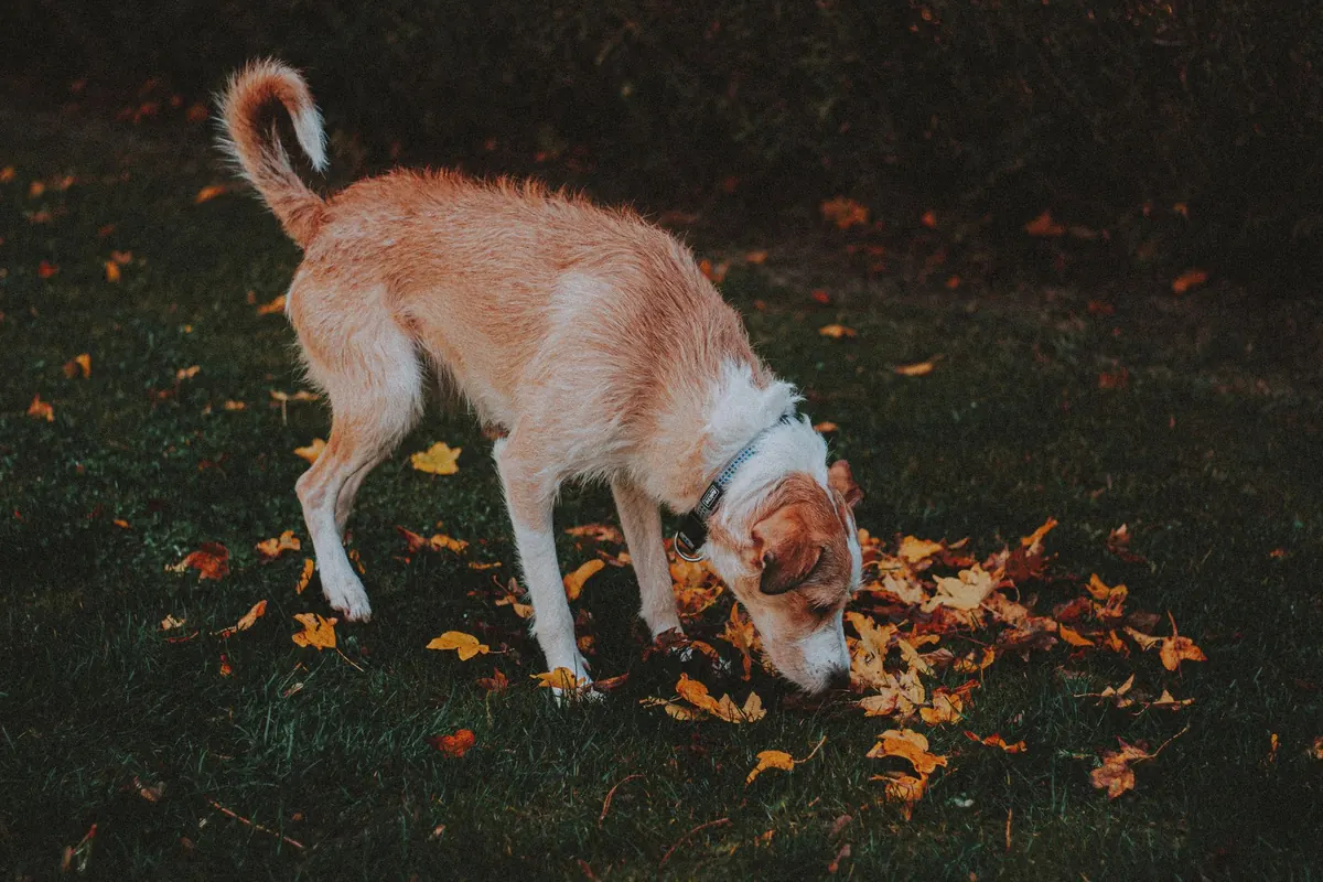 Perro de pelo corto color canela olfateando hojas secas sobre el pasto de un parque