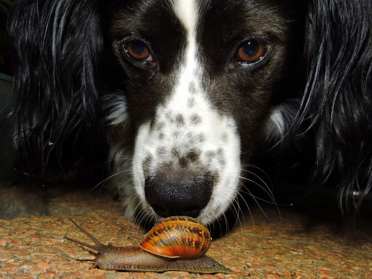 Perro blanco y negro olfatea de cerca un caracol sobre el suelo del jardín