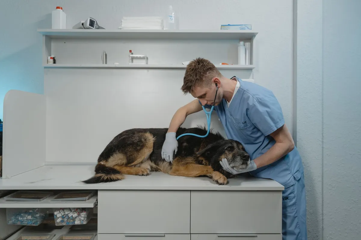 Médico veterinario auscultando con estetoscopio a un perro pastor mestizo recostado sobre la mesa de atención