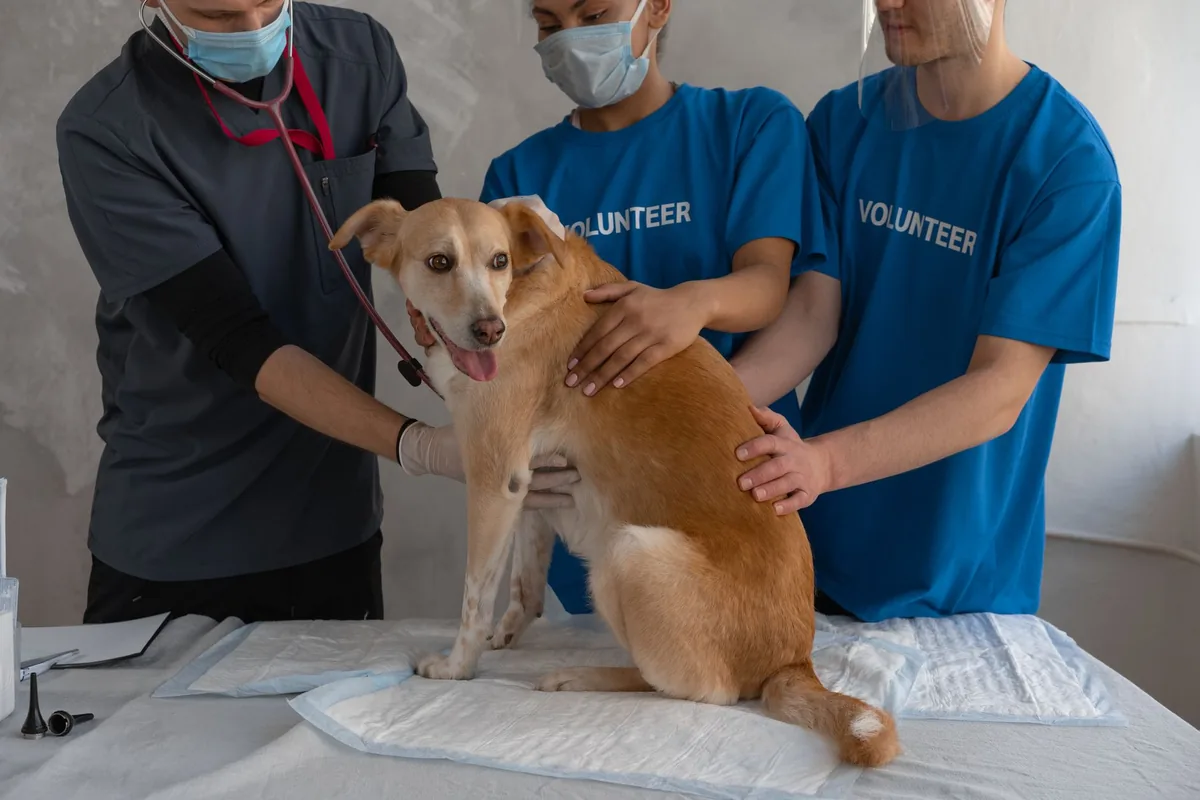Perro decaído recostado siendo evaluado por un médico veterinario durante una urgencia