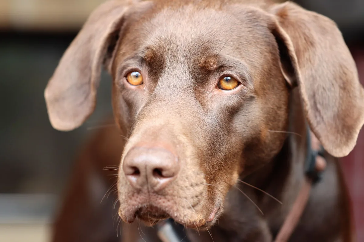 Perro mirando una tableta de chocolate sobre la mesa, uno de los alimentos más tóxicos para mascotas