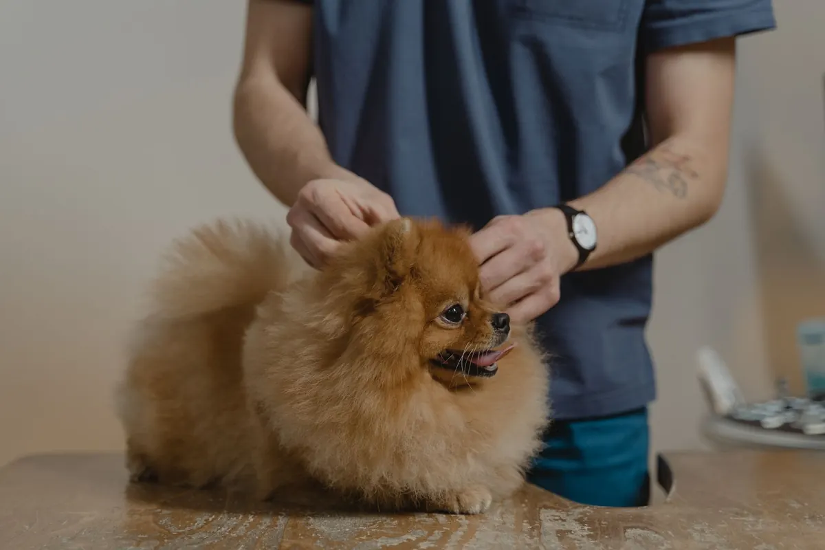 Veterinario revisando el pelaje de un perro pomerania sobre la mesa de examen