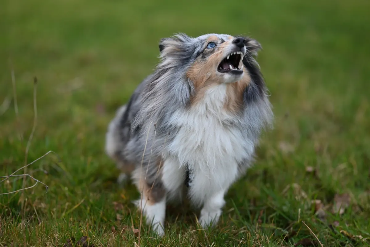 Perro pastor de Shetland ladrando sobre el pasto