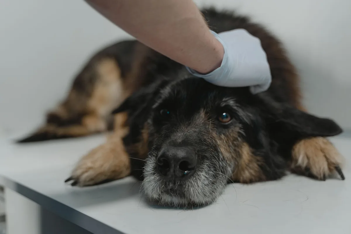 Perro recibiendo una sesión de terapia física en una clínica veterinaria