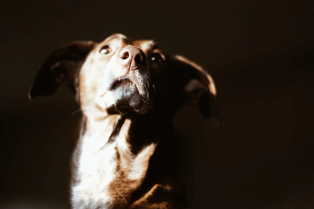 Perro atento al aire libre mostrando su lenguaje corporal y expresión relajada