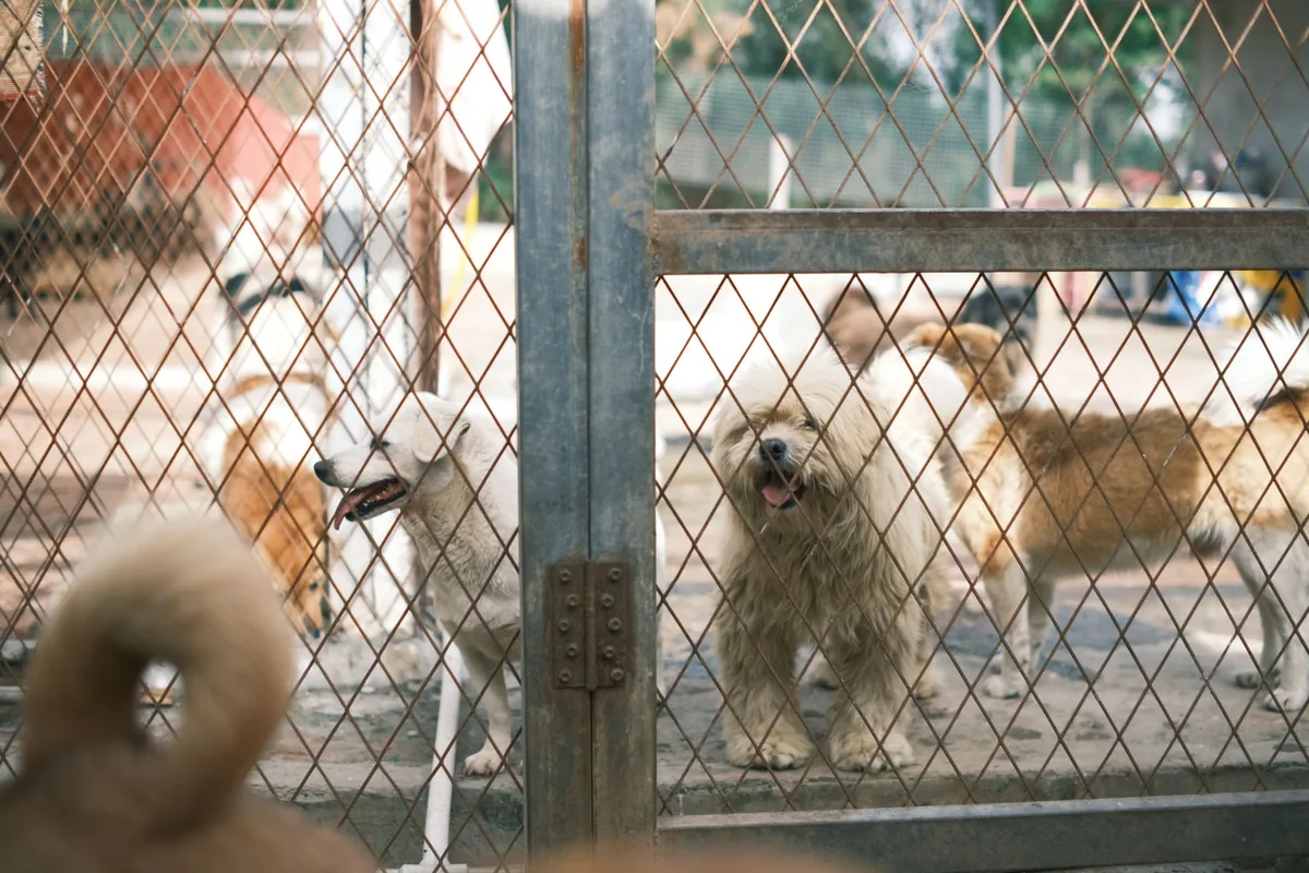 Dueño paseando a su perro registrado bajo la Ley de Tenencia Responsable de Mascotas
