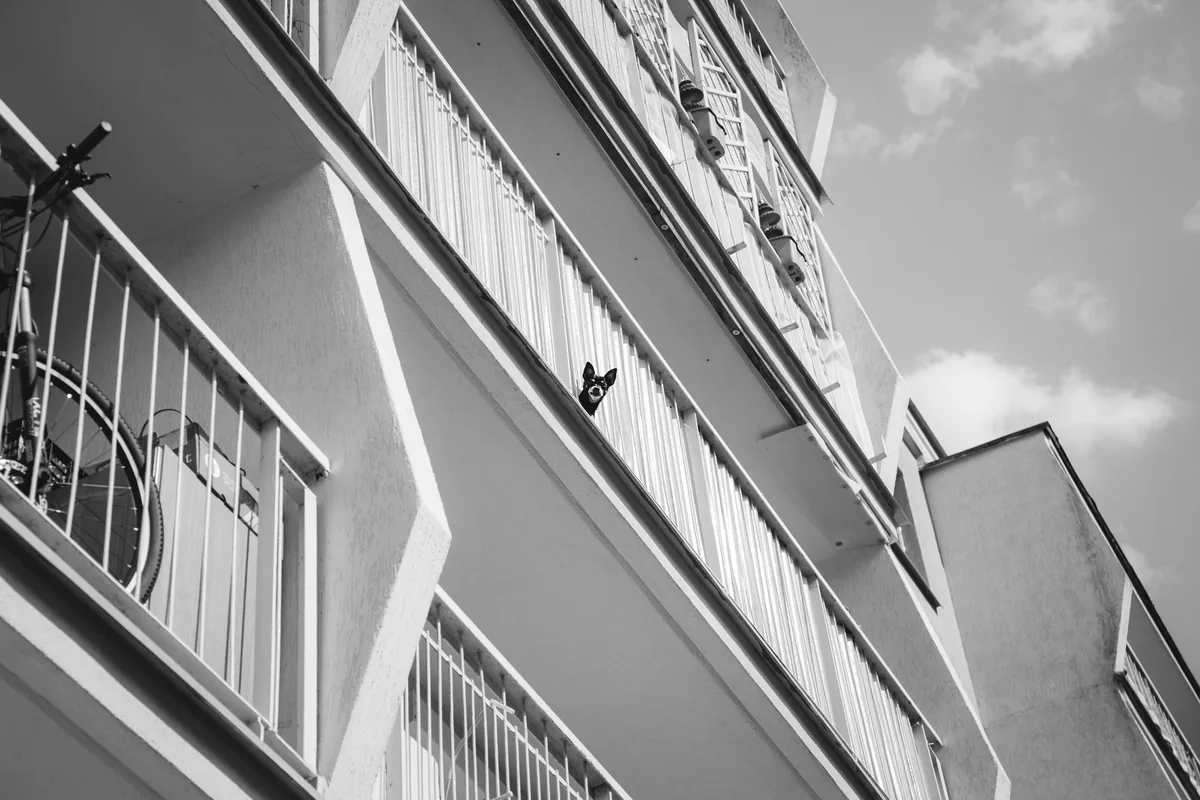 Perro asomado al balcón de un edificio de departamentos junto a su tutor