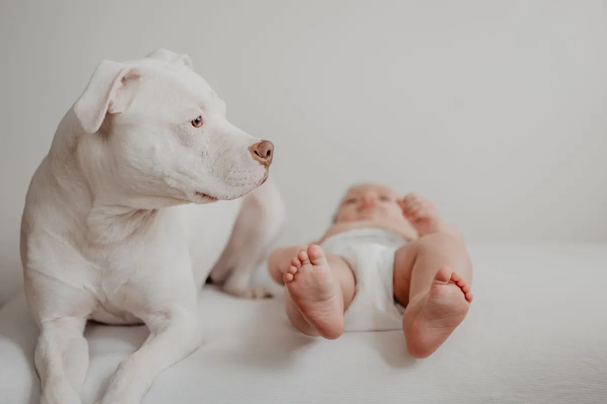 Perro blanco recostado sobre una cama observando a un bebé en pañales