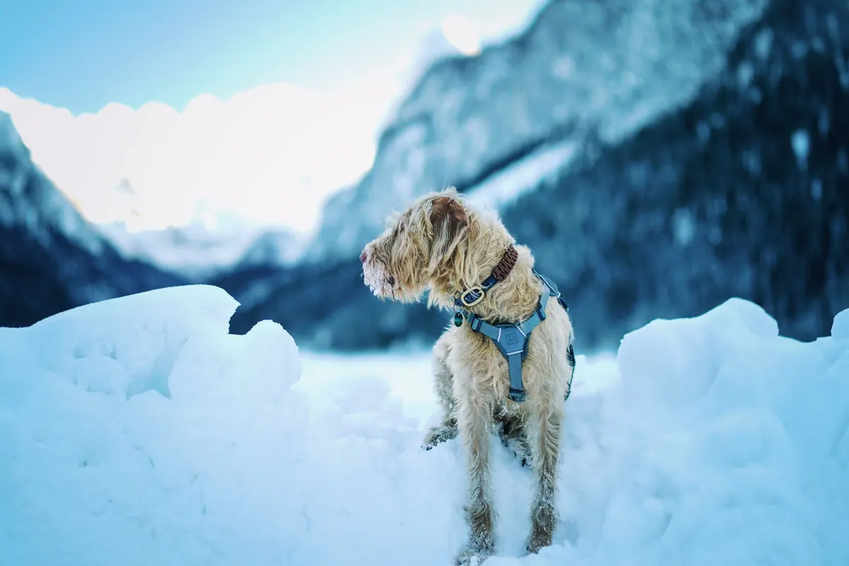 Perro de pelo duro con arnés de montaña de pie sobre la nieve con cerros nevados de fondo